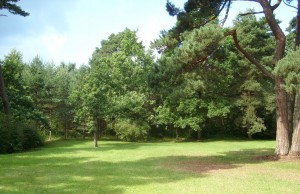 Один из видов лесопарка в Паланге (Прибалтика)