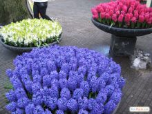 Цветы везде, даже на тротуаре  (Голландия)