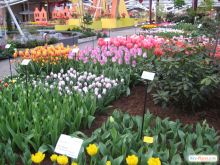 Всего в Кейкенхофе произрастает более 700 видов тюльпанов! (Голландия)