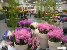 Самые яркие и красивые композиции были в оранжереях (Голландия)