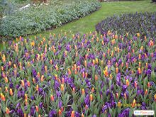 Каких только тюльпанов не научились выращивать голландцы... Говорят, только полностью черные остались недоступными