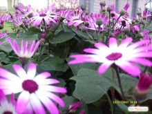 Тюльпановый рай периодически разбавляется герберами, гиацинтами и нарцисами (Голландия)