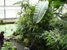 Тропическая оранжерея в музее шоколада. Там растут культуры, из которых делают шоколадные изделия (Кельн)