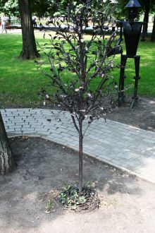 Дерево (Донецк и область)