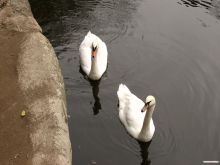 Лебеди - постоянные обитатели нижнего пруда парка (Умань)