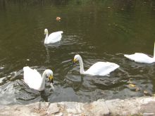 Неизменные обитатели пруда (Умань)