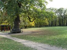 350-ти летний дуб и китайская альтанка  (Умань)