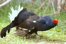 Красавец тетерев