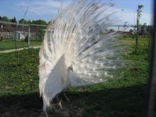 Белый индийский павлин - настоящий красавец