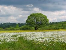 Долина нарциссов на Закарпатье - море белых цветов