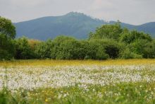 Долина нарциссов в биосферном заповеднике