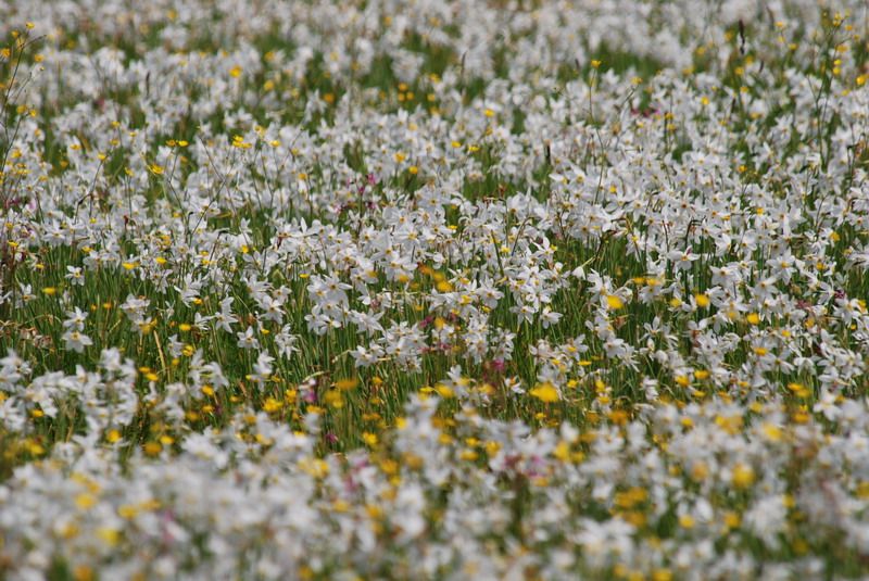 Фото достопримечательностей Карпат и Закарпатья: Цветущая долина нарциссов в Закарпатье