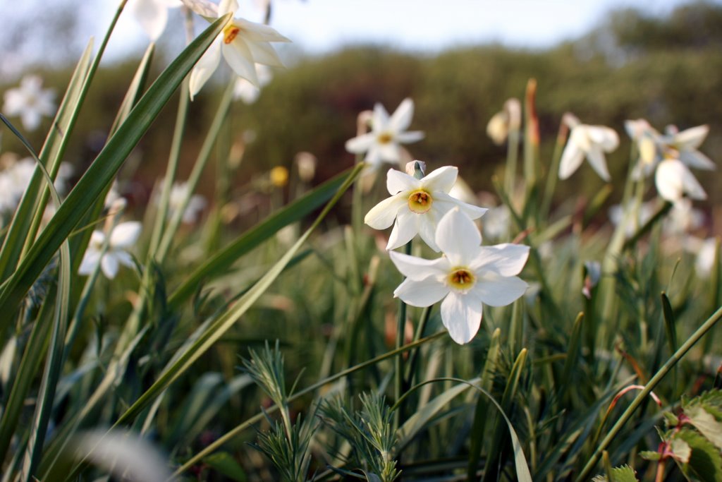 Фото достопримечательностей Карпат и Закарпатья: Узколистый нарцисс занесен в Красную Книгу Украины