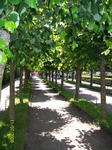 Тенистая аллея. Недалеко от Монплезирского сада (Санкт-Петербург и область)