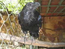 Ворон это не ворона, он гораздо крупнее и мощнее (Одесса и область)