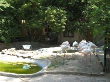 Розовые фламинго (Одесса и область)