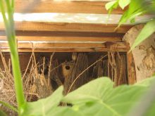 Сова сплюшка. С трудом, но можно разглядеть ее (Одесса и область)