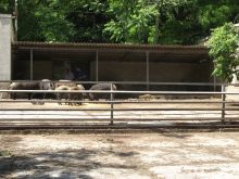 Дикие кабаны, размеры впечатляют. А рядом и полосатый поросенок (Одесса и область)