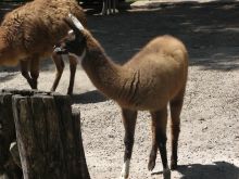 Ламы. Застали их купающимися в пыли (Одесса и область)