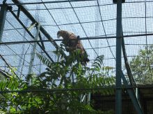 Орёл, очень большая птица (Одесса и область)