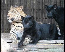 Необычные черные котята у амурских леопардов (Одесса и область)