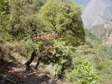 Символ Непала алый рододендрон (Непал)