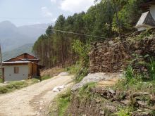 Красивая дорога через сосновый лес из Сингати в Чарикот