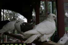 Птичник в саду "Эрмитаж" (Москва и Подмосковье)