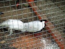 Фазанник в саду "Эрмитаж" (Москва и Подмосковье)