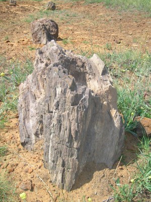 Окаменелые деревья в Клебан-Быке. Им около миллиона лет (Донецк и область)