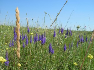Степные цветы в Клебан-Быке (Донецк и область)