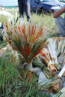 Композиции из колосков (Киев и область)