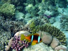 Обитатели Красного моря (Египет)