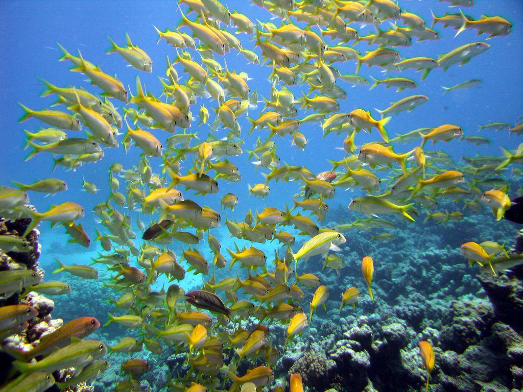 Фото достопримечательностей Египта: Целые стаи рыб могут встретиться под водой