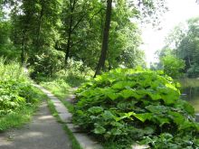 Парк Александрия. Набережная пруда (Белая Церковь)