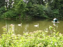 Парк Александрия. Обитатели пруда