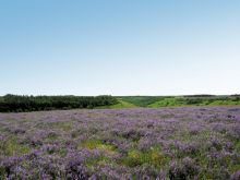 Поле душистой травы тимьяна на просторах заповедника Дивногорье (Европейская часть России)