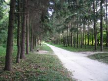 Главная сосновая аллея в Краснокутском дендропарке (Харьков и область)