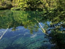 Реликтовые деревья на дне прозрачных водоемов «Плитвицких озер» (Хорватия)