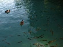 Крупная рыба в изобилии плавает в озерах заповедника, ведь рыбалка в «Плитвицких озерах» запрещена (Хорватия)