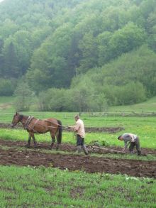Крестьяне пашут поле, а дальше - непроходимый лес (Карпаты и Закарпатье)