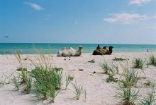 Местные живые достопримечательности - верблюды (Запорожская область)