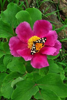 На Кара-Даге уникальный растительный и животный мир (Крым)