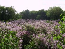 Сиреневая роща в с. Диканька