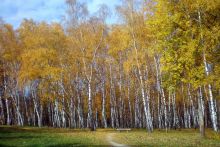 Березовая роща (Полтава и область)