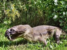 А это видимо предок саблезубого тигра (Польша)