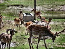 В противоположную сторону от Юрапарка находится Балтувский зверинец (Польша)