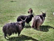 Яки в зверинце (Польша)