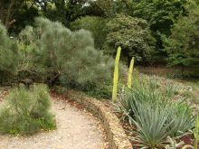 Клумба с хвойными и кактусами (Одесса и область)