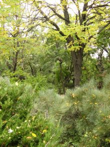 В саду большое разнообразие хвойных
